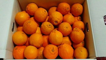 日本蔬菜代購指南 價格、二手市場與選購技巧