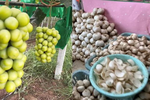 陜西小伙返鄉(xiāng)創(chuàng)業(yè)路 一果一世界，年銷(xiāo)2000萬(wàn)元背后的奮斗與鄉(xiāng)情